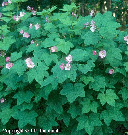 Rubus odoratus